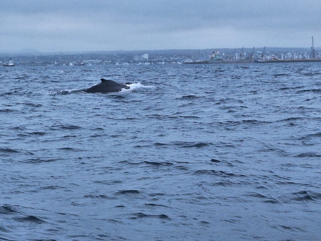 Pescadores rescatan a ballena jorobada y su cría enredadas en una red de pesca en Manta