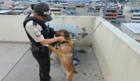 Quito Animal vivía atado con manguera de gas; responsable enfrenta proceso sancionador