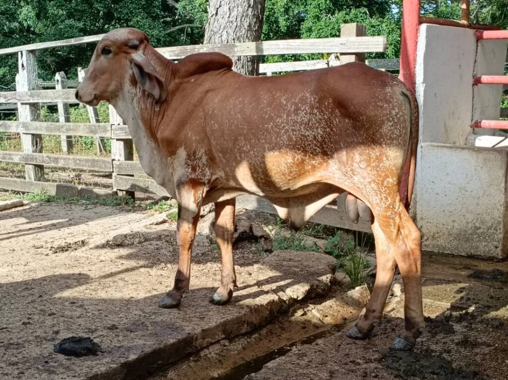 Santo Domingo acogerá la Tercera Feria Nacional de las Razas Gyr y Girolando, donde se exhibirán 220 ejemplares