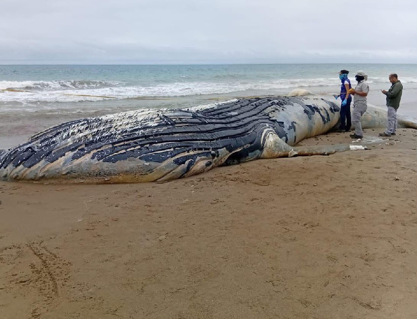 Una ballena de aproximadamente 20 metros de longitud se varó en la playa de Santa Marianita, cantón Manta,