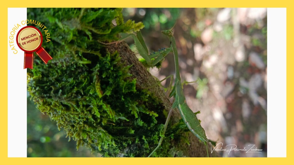 concurso fotográfico digital “Manabí biodiverso y resiliente”