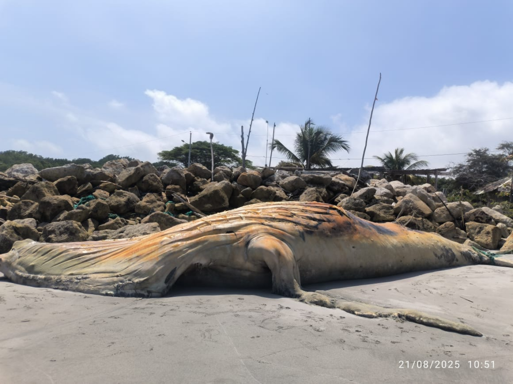 Autoridades aún no retiran ballena muerta en Jambelí pese a riesgo sanitario