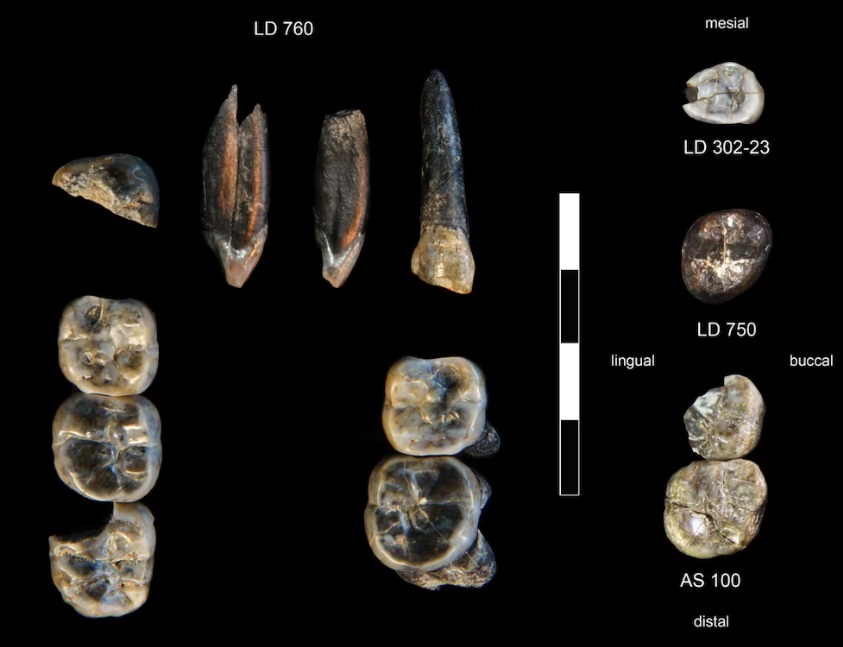 Fósiles en Etiopía Revelan Coexistencia de Dos Especies Humanas Hace 2,8 Millones de Años.