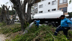 Parques EP confirmó que la poda, ejecutada sin autorización municipal, comprometió la vitalidad de los árboles ficus.