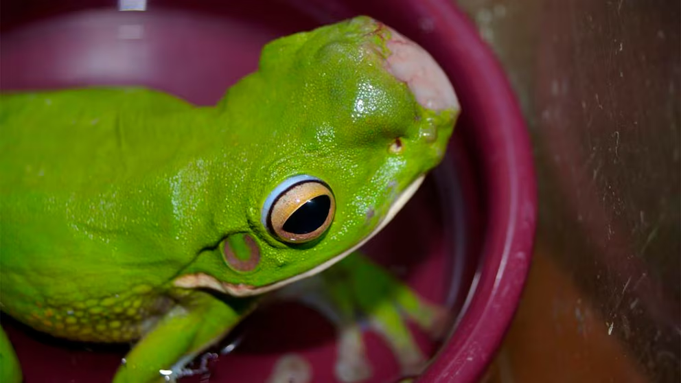 Expertos australianos analizan brote de tumores cancerosos en ranas: preocupación por salud ambiental