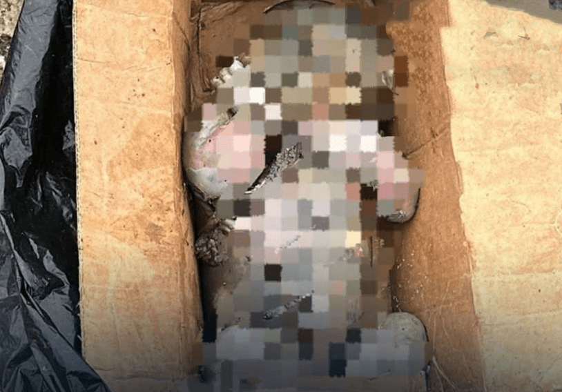 Encuentran cuerpo sin vida de recién nacido en basurero de Babahoyo