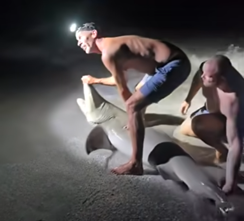 Hospitalizan a hombre tras mordida de tiburón en la pierna en Florida