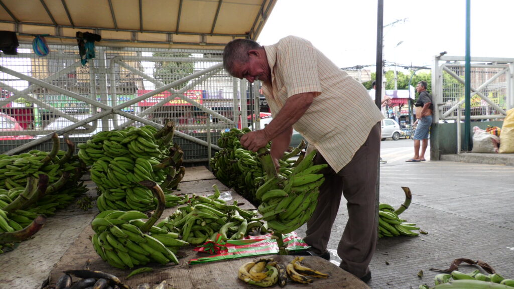 ¡Guineo verde al doble de precio! Descubre por qué en Portoviejo