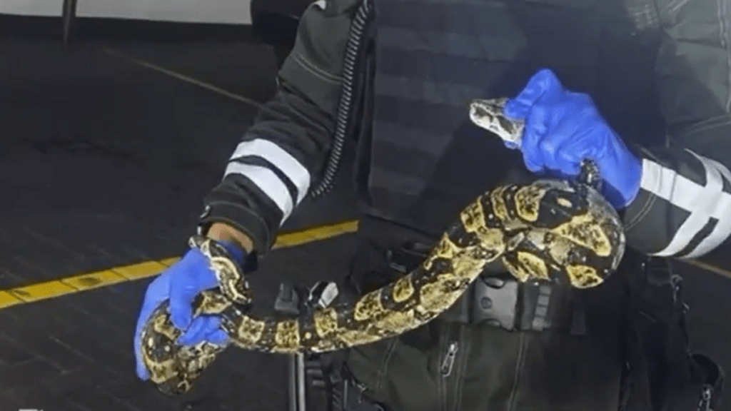 ¡Sorpresa en Guayaquil! Encuentran boa escondida en un centro comercial