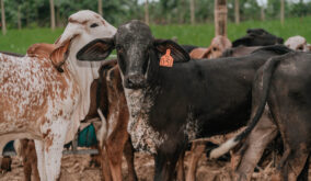 19.000 animales en riesgo de muerte en haciendas incautadas en Santo Domingo y Quinindé