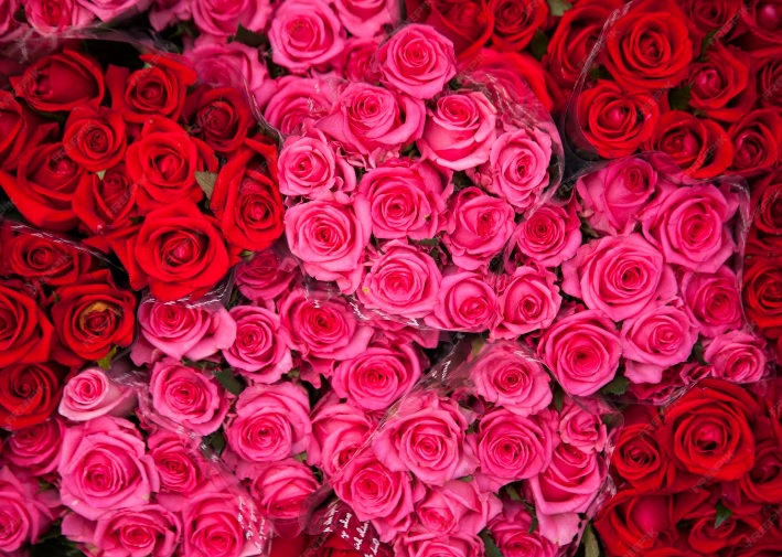 Así logró Ecuador enviar un millón de rosas a China en tiempo récord
