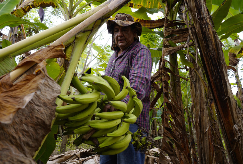 Ecuador se queda sin plátano fresco para sus principales mercados.