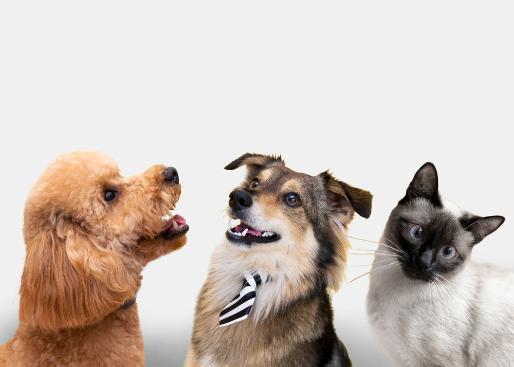El UBA Fest 2 reunirá a más 50 perros y gatos en Quito.