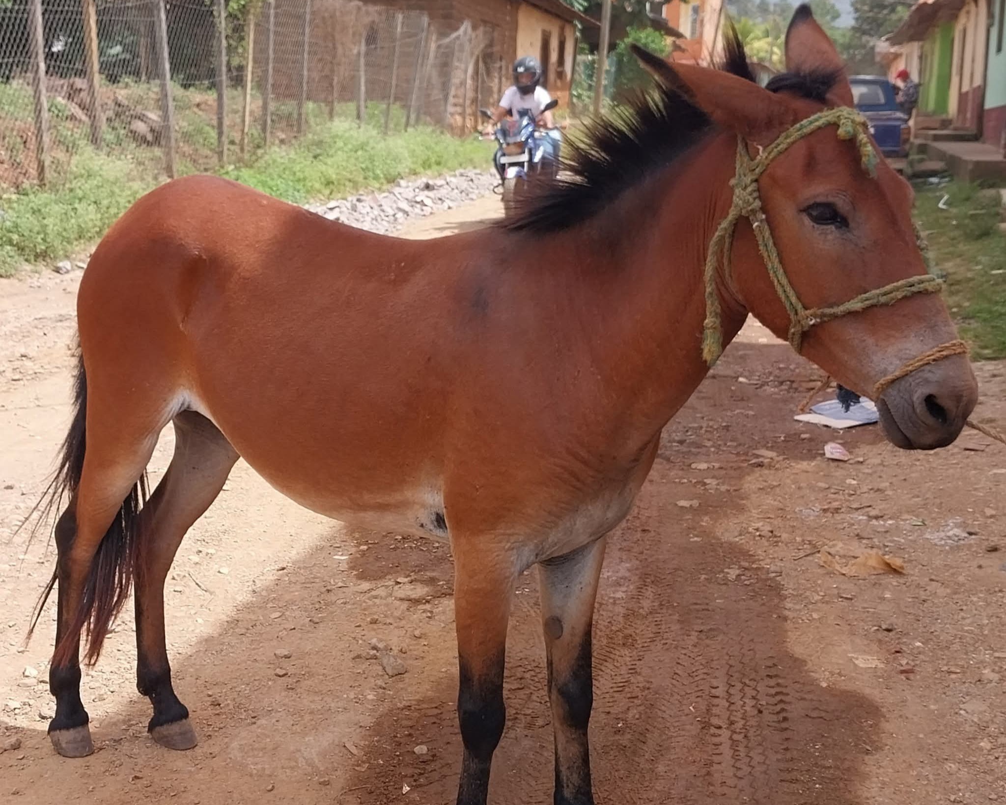 En El Carmen se preparan para reanudar la comercialización de caballos y mulas tras el levantamiento de la cuarentena por influenza equina