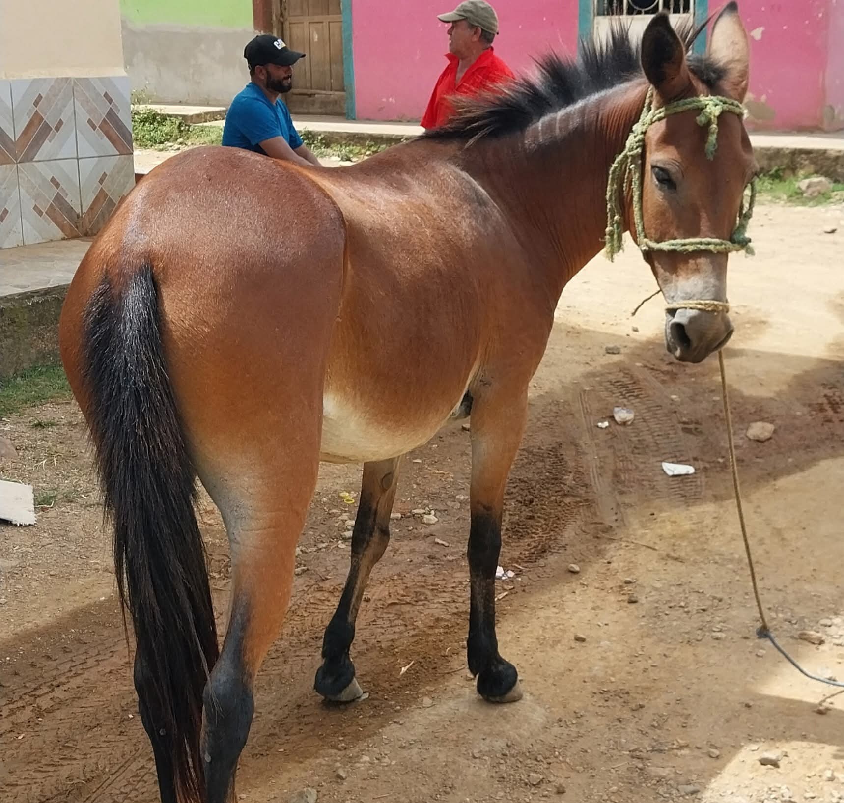 En la feria de comercialización de El Carmen, cada viernes ingresan unos 30 equinos y su precio va desde los $100, $300 y hasta $1500 según la condición física y la raza.