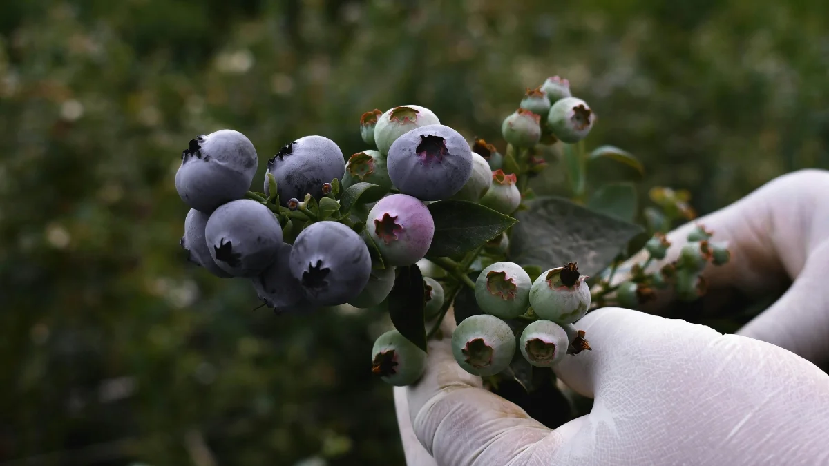 Estos son los productos de Ecuador que entrarán a Corea del Sur con desgravación arancelaria. (Pexels)