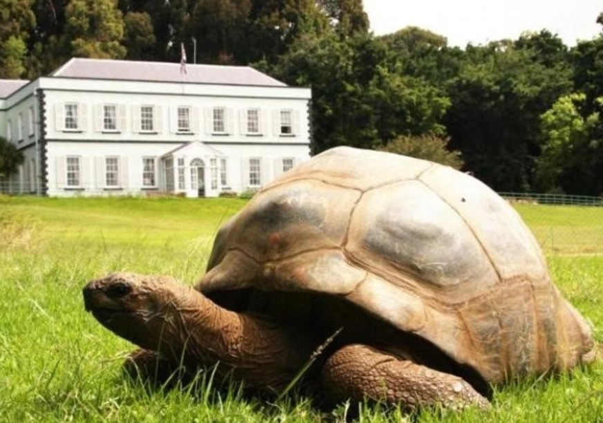 Jonathan, una tortuga gigante de Seychelles, supera los 190 años de edad, consolidándose como el quelonio más longevo del mundo.
