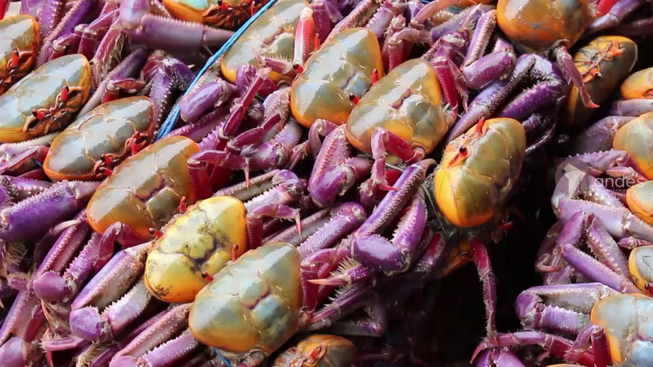 La veda de cangrejo rojo y azul finaliza este 15 de septiembre en Ecuador