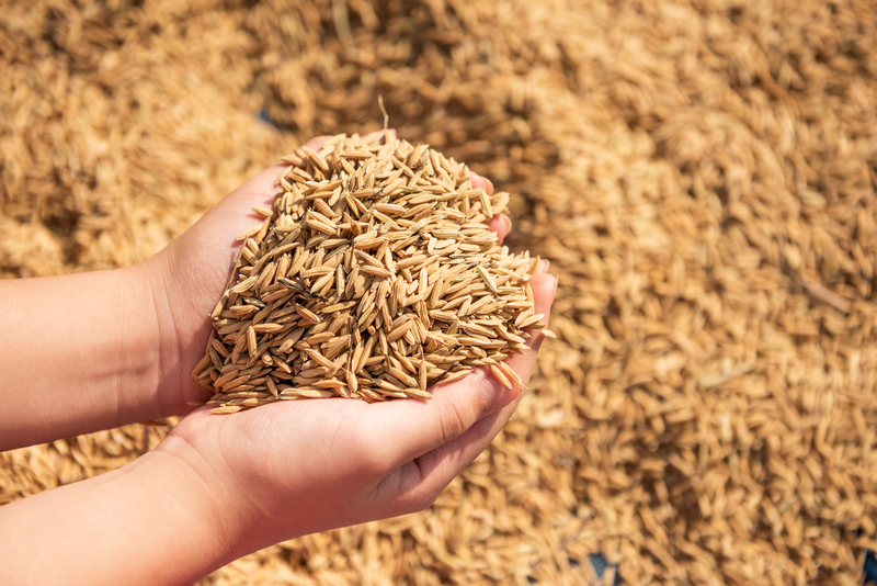 MAGP anuncia compra de 24.000 toneladas de arroz cáscara para apoyar a pequeños productores de Guayas y Los Ríos.