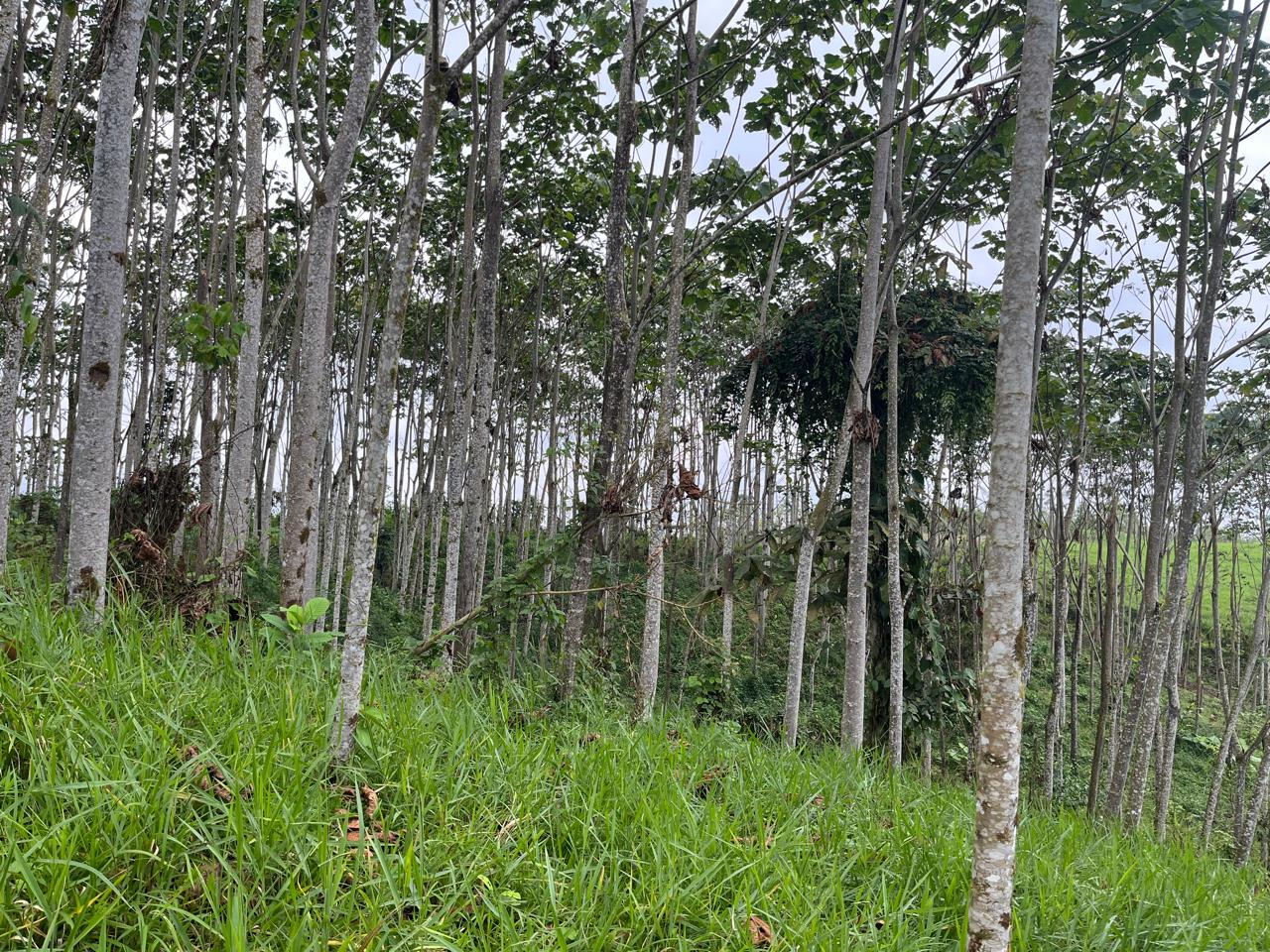 MAGP invierte más de 457 mil en incentivos económicos para productores forestales