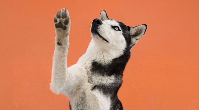 Más de 50 animales buscan un hogar en el UBA Fest este 21 de septiembre en Quito