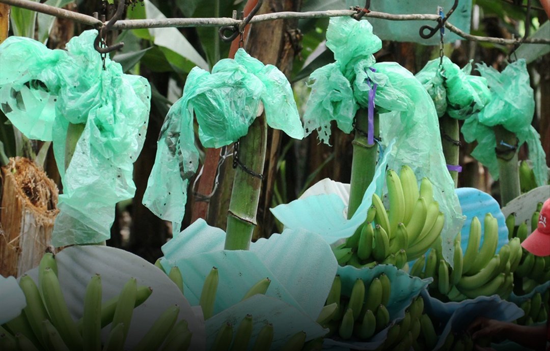 Ministerio de Agricultura fija el precio del banano para 2026 en $ 7,50