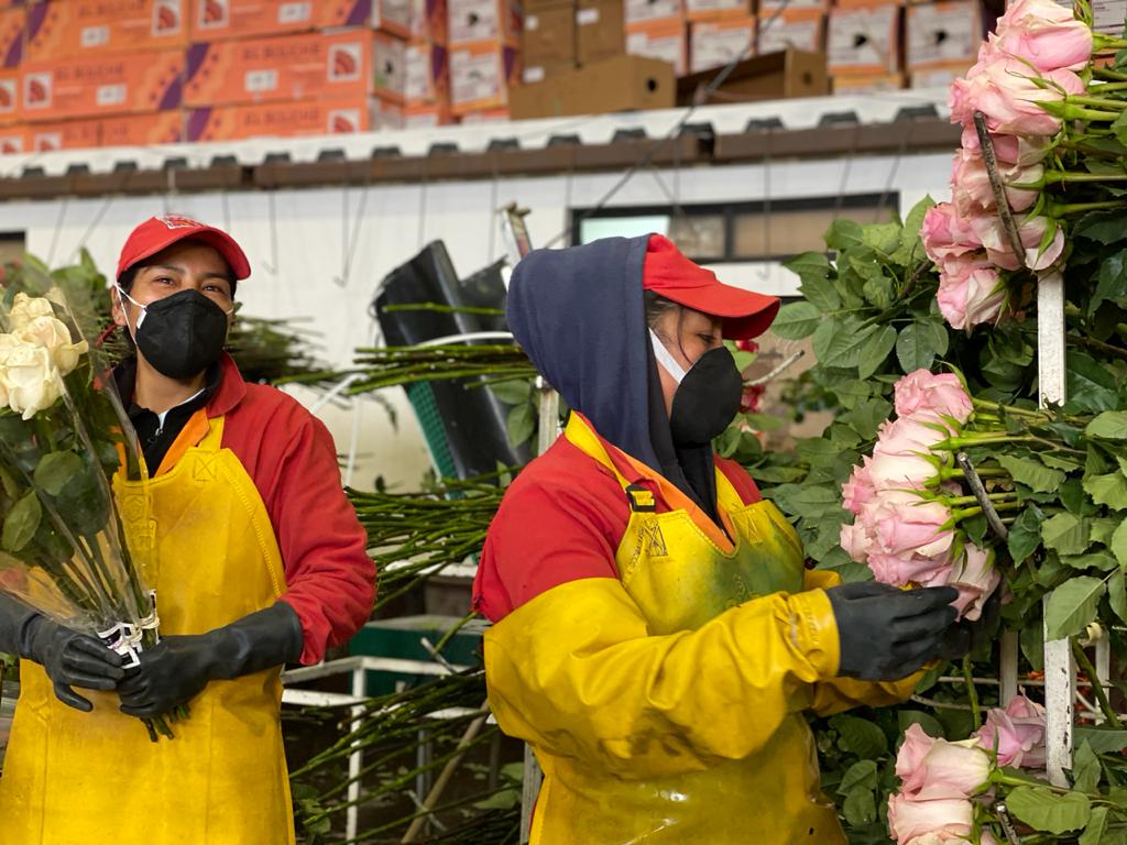 Paro nacional en Ecuador afecta exportación de rosas y genera pérdidas millonarias.