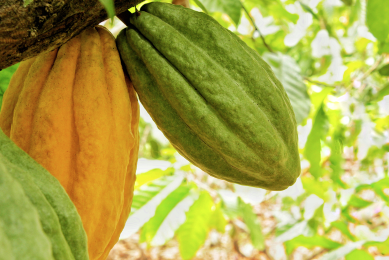 Proyecto bioeconómico circular transformará la producción del cacao ecuatoriano