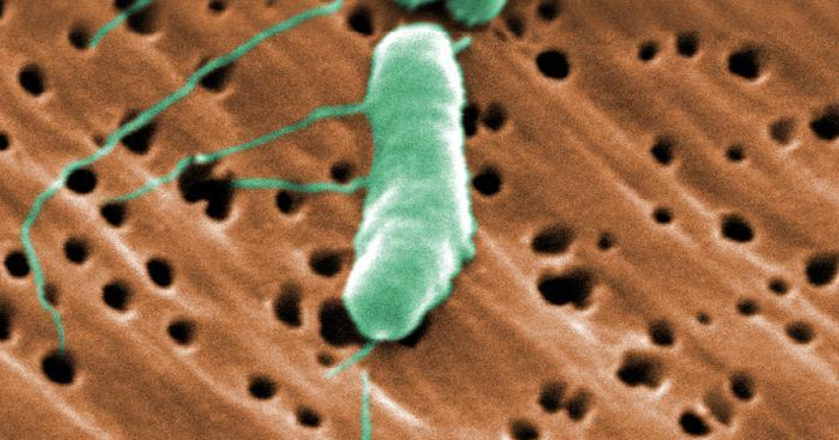 Luisiana reporta cinco muertos por brote de bacteria carnívora en 2025