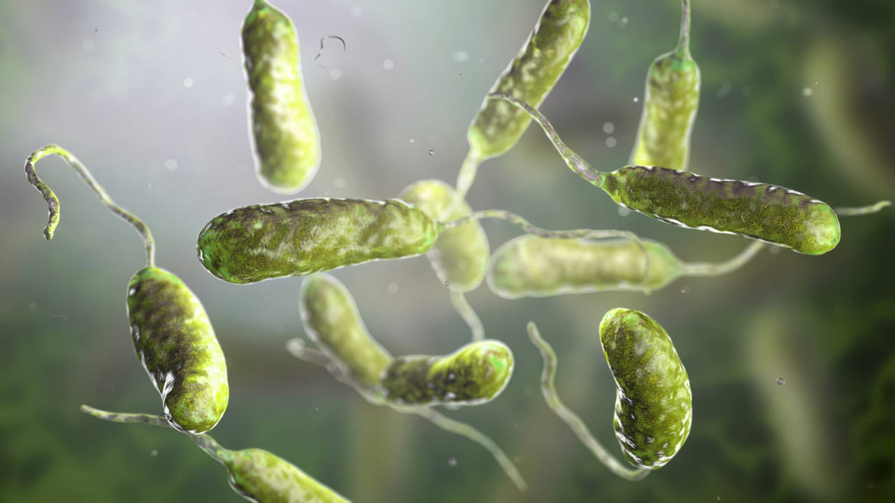 ¿Bacteria carnívora en el agua? EE. UU. alerta sobre letal infección en sus costas