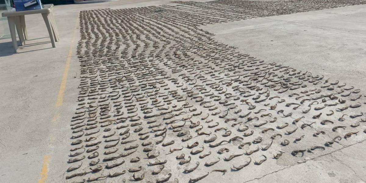 Los caballitos de mar incautados en dos allanamientos policiales.