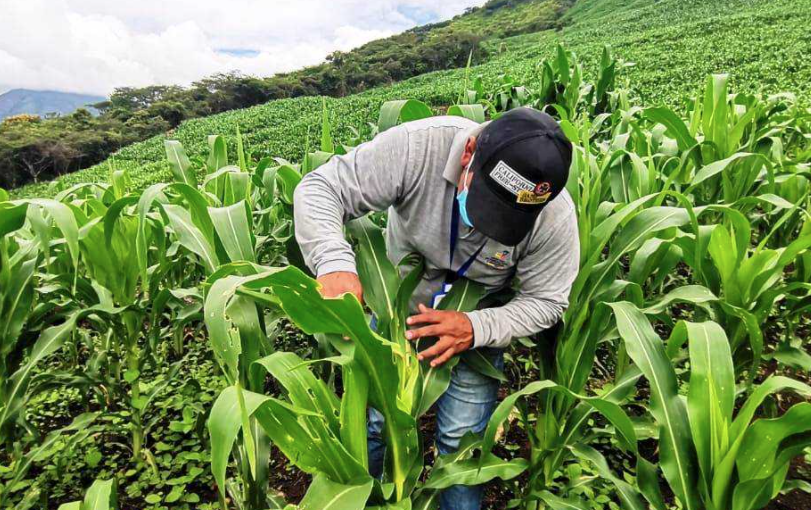 ¿Cómo acceder al Bono Raíces? Gobierno entrega USD 1.000 a miles de familias rurales