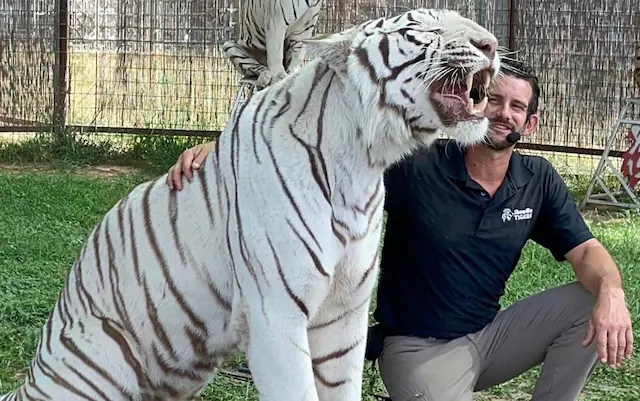 Muere adiestrador tras ataque brutal de tigre ante su esposa e hija en EE. UU.