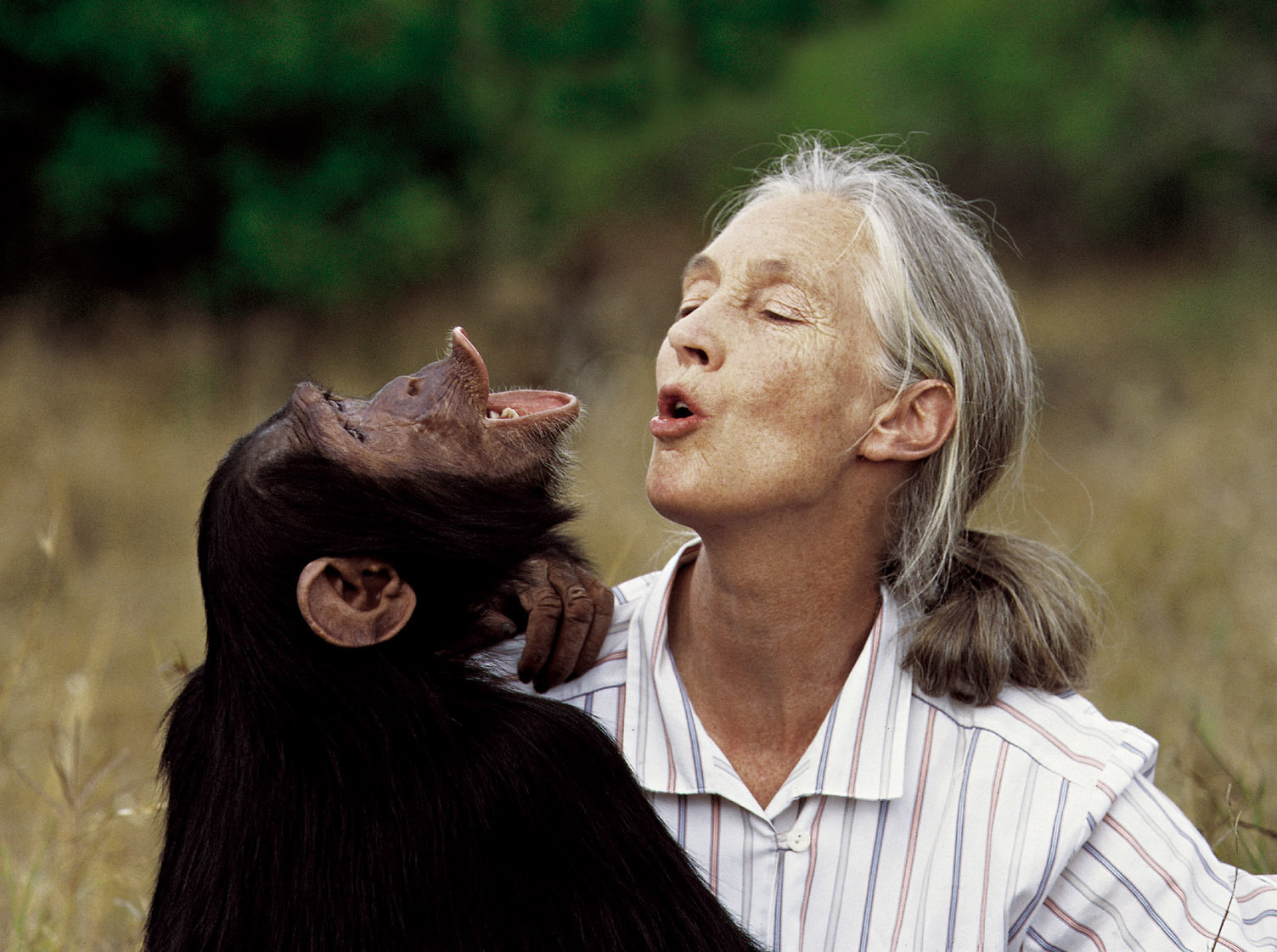 Muere Jane Goodall, un legado de seis décadas en la etología. Foto/ EuropaPress.