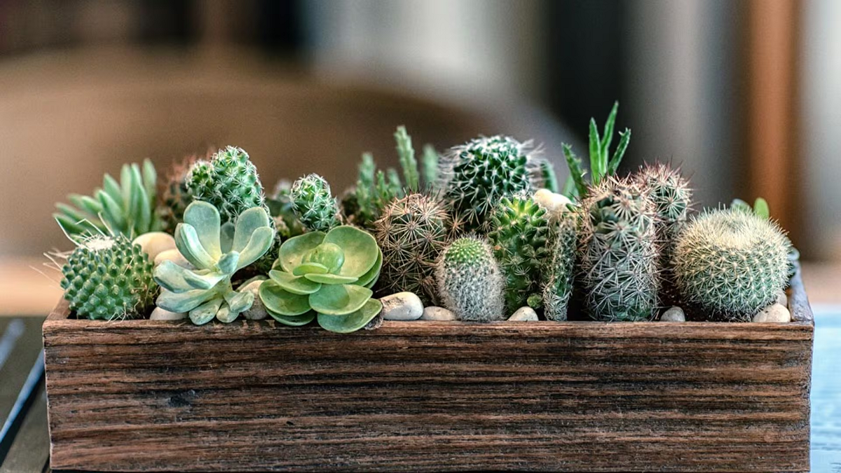 Las plantas de interior más duraderas y fáciles de mantener según especialistas