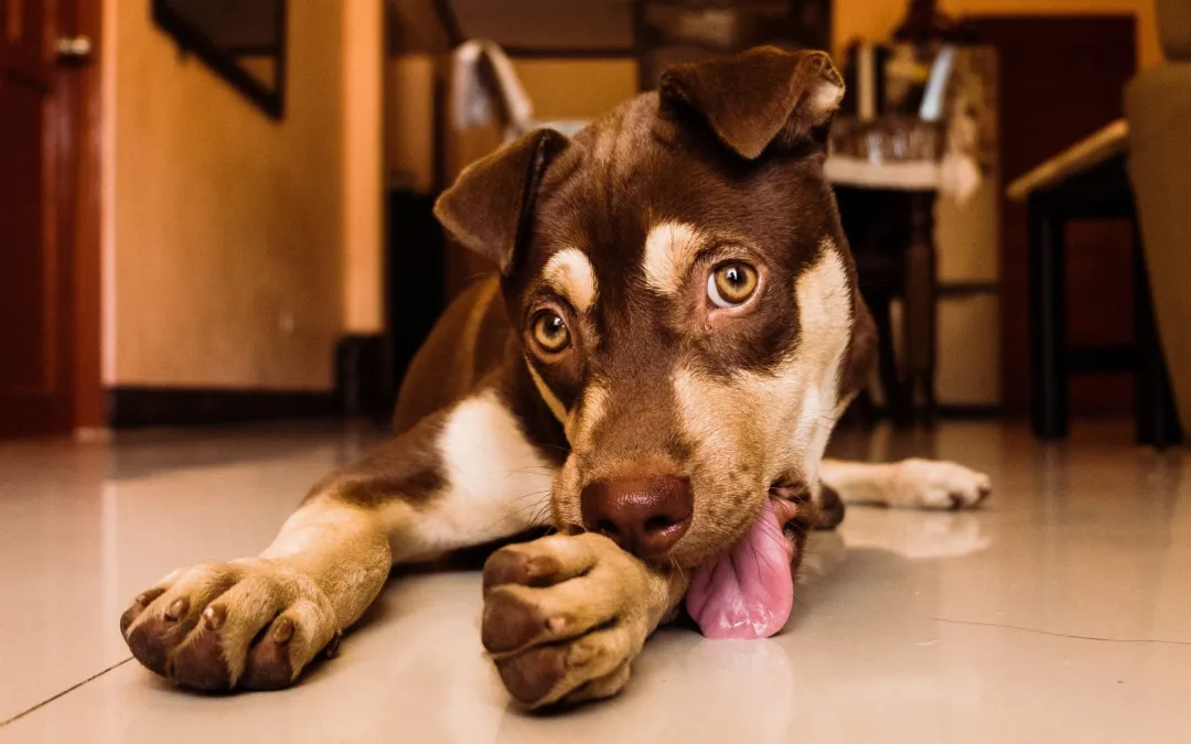 El lamido excesivo de las patas puede ser una señal de alerta en tu perro