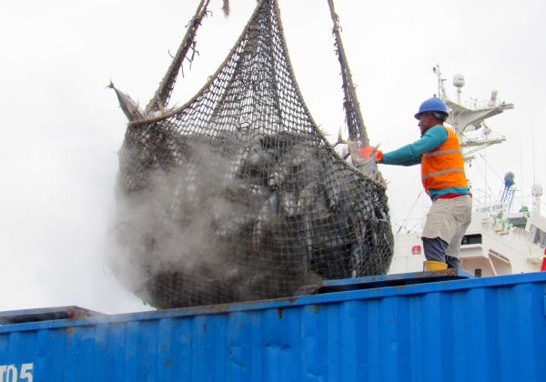 En 2024, el sector pesquero generó exportaciones por 2.527 millones de dólares, de los cuales el 70% (1.770 millones) provino del sector atunero.