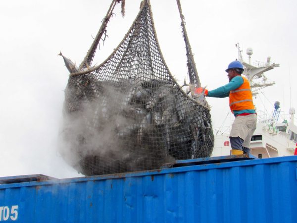 En 2024, el sector pesquero generó exportaciones por 2.527 millones de dólares, de los cuales el 70% (1.770 millones) provino del sector atunero.