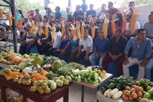 Unas 15.000 hectáreas de choclo y maíz se cosechan cada invierno en La Laguna.