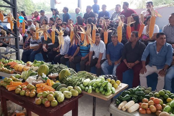 Unas 15.000 hectáreas de choclo y maíz se cosechan cada invierno en La Laguna.