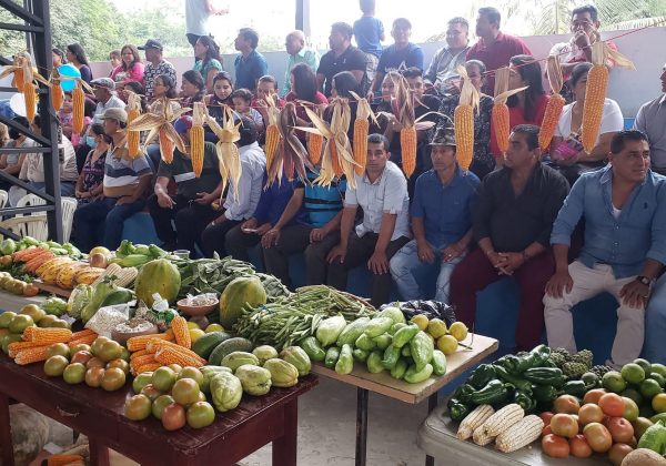 Unas 15.000 hectáreas de choclo y maíz se cosechan cada invierno en La Laguna.