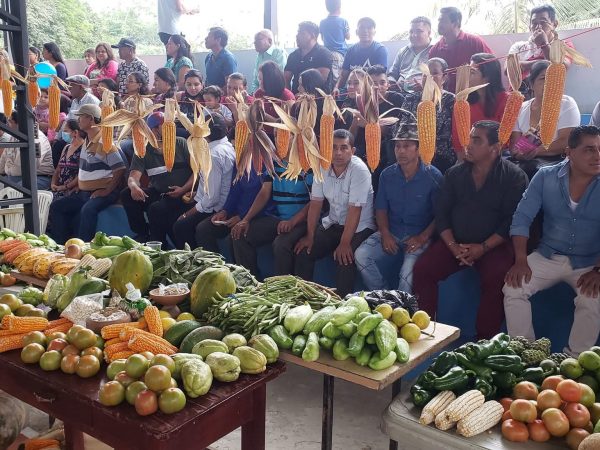 Unas 15.000 hectáreas de choclo y maíz se cosechan cada invierno en La Laguna.