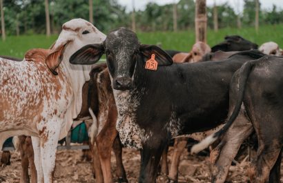 19.000 animales en riesgo de muerte en haciendas incautadas en Santo Domingo y Quinindé