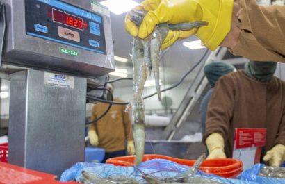 El camarón ecuatoriano es uno de los principales productos exportables no petroleros.