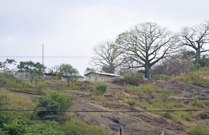 CEIBO MANABÍ PORTOVIEJO DEFORESTACIÓN