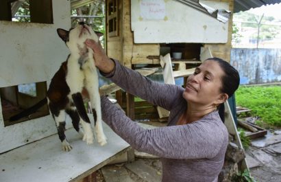 Impulsan reforma a la ordenanza de fauna urbana