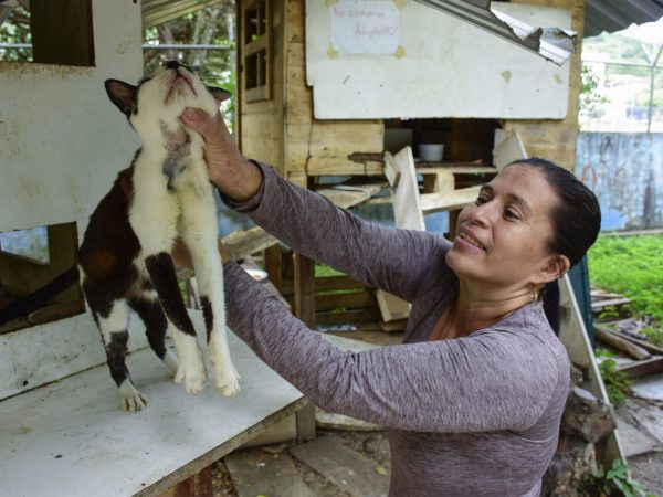 Impulsan reforma a la ordenanza de fauna urbana