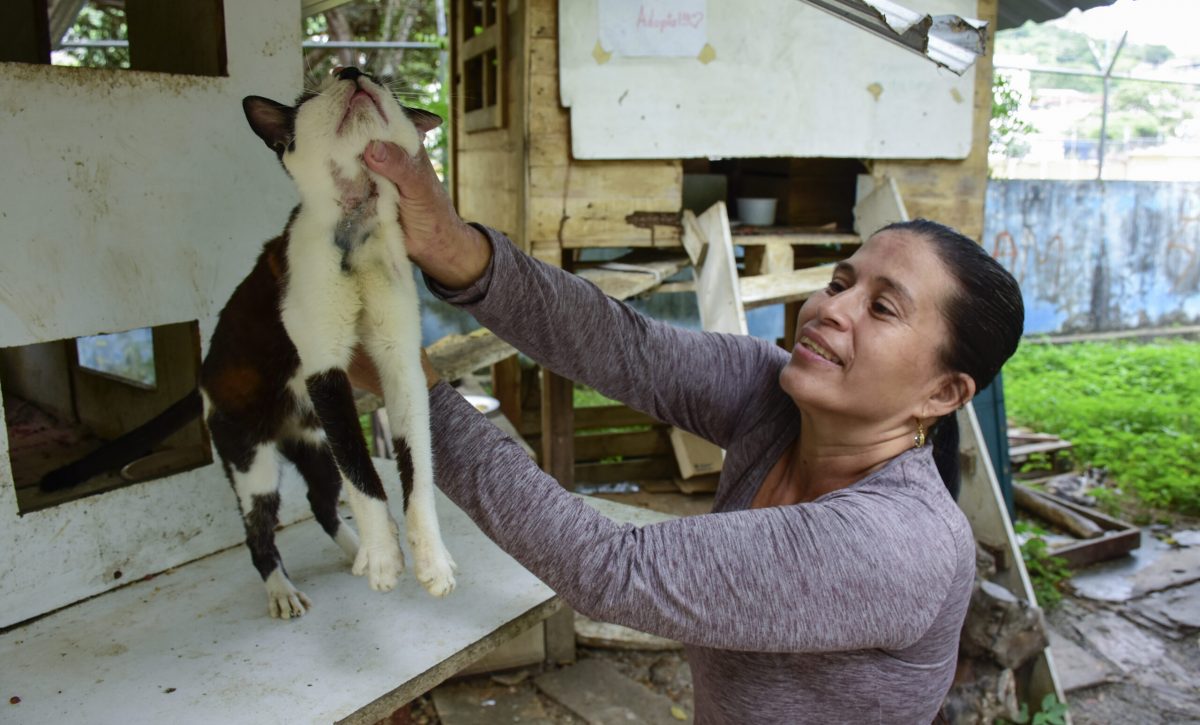 Impulsan reforma a la ordenanza de fauna urbana