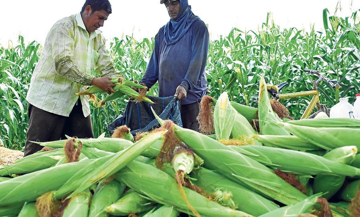 bono decreto agroproductores Manabí