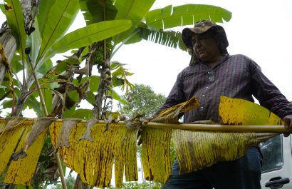 Un agricultor muestra su cultivo afectado por el clima y plagas que perjudica la producción y eleva el valor del platano verde. Fotos:César Muñoz/API